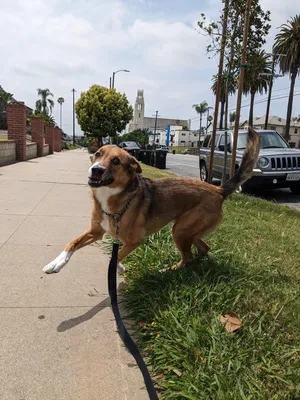 Dog enjoying attention