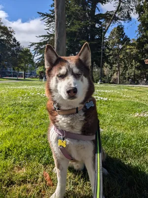 Dog enjoying a walk