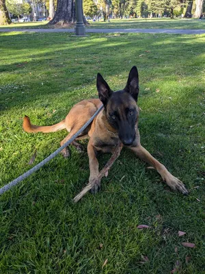 Dog on a walk