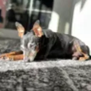 Katherine D. - Satisfied dog owner at Russian Hill Pet Sitting