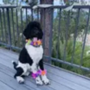 Rebecca K. - Happy client with her dog at Russian Hill Pet Sitting